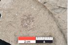 Foto (Detailansicht) von Plantae indet.  (NHMW-GEO-2024-0188-6691)